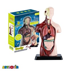 ماکت آناتومی بدن آیتم 027