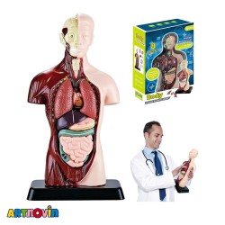 ماکت آناتومی بدن آیتم 027