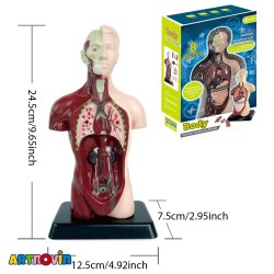 ماکت آناتومی بدن آیتم 027