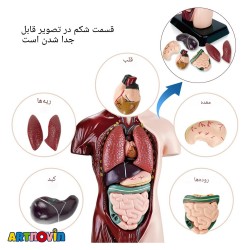 ماکت آناتومی بدن آیتم 027