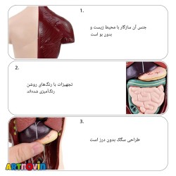 ماکت آناتومی بدن آیتم 027