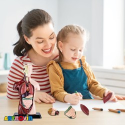 ماکت آناتومی بدن آیتم 027