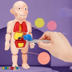 اسباب بازی آناتومی بدن آیتم 608