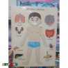 پازل چوبی اعضای بدن انسان